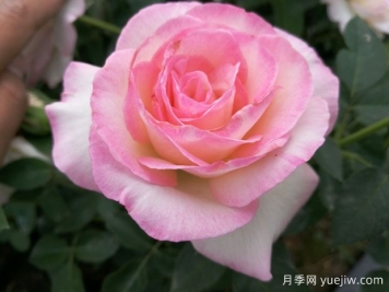 百種花語大全，傾聽花卉的語言