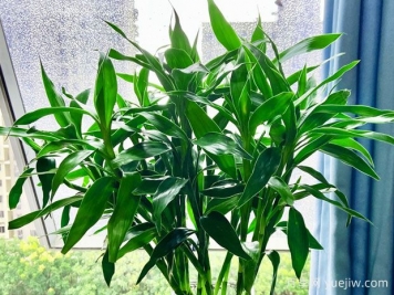 常見的8種風(fēng)水竹，分別是什么？