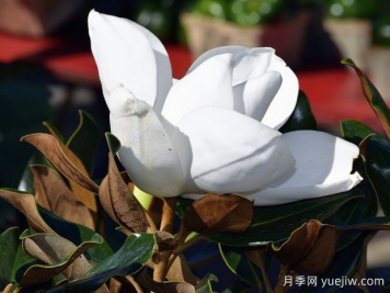 廣玉蘭苗木：一個(gè)很成功的北美移民，遍布我國(guó)大江南北