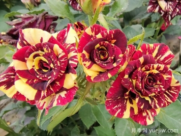 開(kāi)花丑到哭！這6種月季花勸你不要買