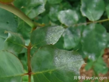 9種常見的月季病蟲害，癥狀與防治都在這里