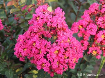 要想紫薇開花好，冬季修剪要認(rèn)真做