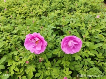 月季花和玫瑰花有區(qū)別嗎？