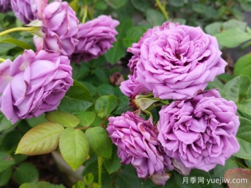 花店的玫瑰是切花月季，如何認清月季與玫瑰、薔薇的區(qū)別