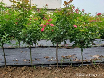 嫁接月季砧木用山木香好還是野薔薇好？
