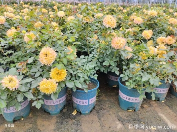 月季花標(biāo)準(zhǔn)加侖盆的尺寸是多少？