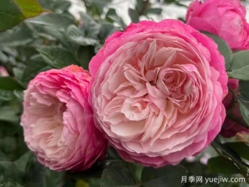 養(yǎng)月季花真的很難嗎？