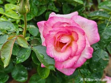 月季、玫瑰、薔薇，到底有什么區(qū)別？