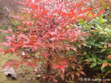 南天竹小苗如何種植？
