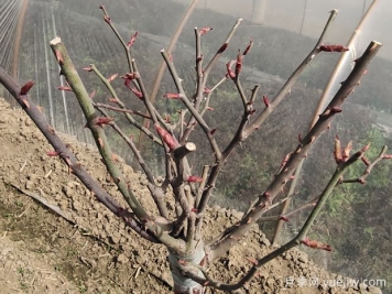 月季花冬季該如何修剪？苗壯枝多開(kāi)花旺