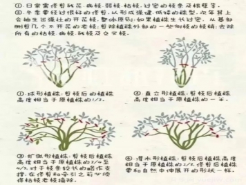 又快到春天月季修剪時(shí)，詳細(xì)圖解教你學(xué)會(huì)要領(lǐng)
