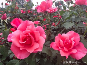 湖南各地市的市花分別是什么？