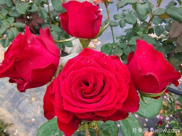 男生為什么送女生11朵紅玫瑰花？
