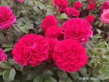 安慶市花是什么花？