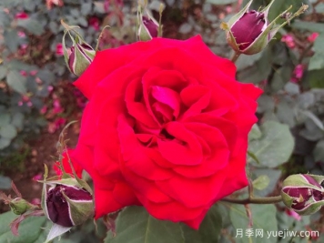 月季花深得文人雅士喜愛(ài) 李白蘇軾最愛(ài)為它吟唱