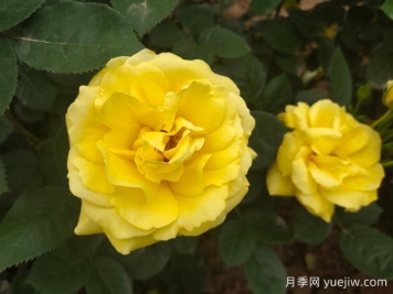 黃玫瑰的花語是什么？黃玫瑰的寓意和象征