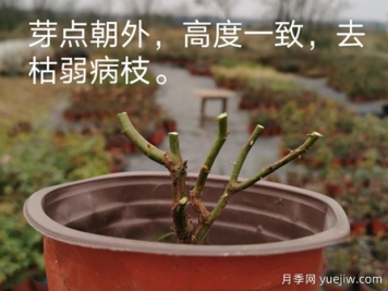 1月月季管理養(yǎng)護重點在哪里？請收好這份指南
