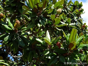廣玉蘭什么時候開花？花語和種植技巧是什么？