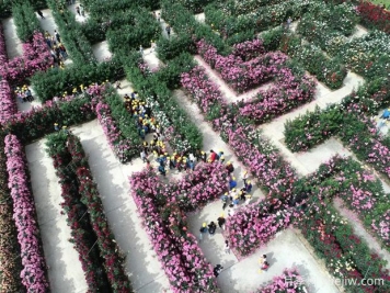 東陽(yáng)月季市花文化和景觀圖集
