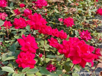 廣東東莞佛山梅州珠海等地花友如何種植月季？