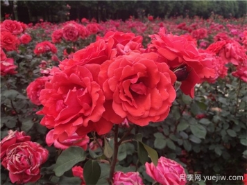 ?寶雞看月季花，就到寶雞植物園