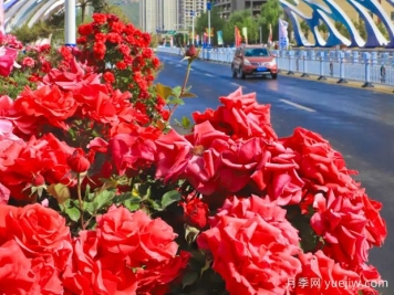3萬余株樹狀月季花開滿城，臨夏市的浪漫你喜歡嗎？
