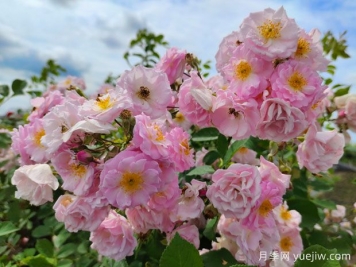 植物搭配掌握幾個(gè)要點(diǎn)，成為植物設(shè)計(jì)達(dá)人