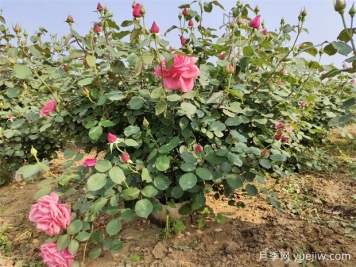 初春月季花如何施肥讓月季長出更多花苞？
