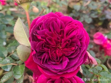 情人節(jié)送藍色妖姬還是紅玫瑰？