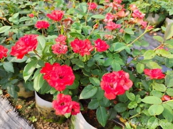 如何正確養(yǎng)護(hù)月季花小苗？月季小苗種植和施肥技巧