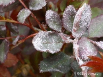 月季病害識別與治療，黑斑病白粉病銹病全解析