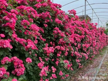 藤本月季葉子枯萎的怎么辦？做好光照、澆水、施肥和病害管理