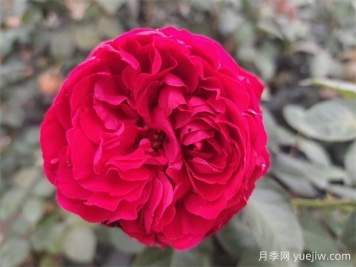 茶花女月季的優(yōu)點(diǎn)？與大地主月季有什么區(qū)別？