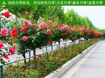 行道樹和園景樹到底有何不同？