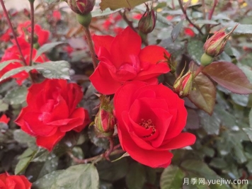 南陽月季帶動創(chuàng)業(yè)，月季花開致富路