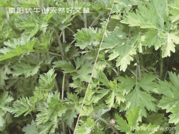 小小的野生艾草，成為南陽致富路的主角