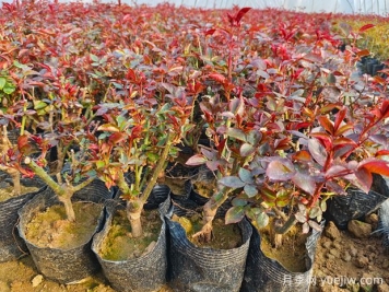 一朵月季花種出大產(chǎn)業(yè)，春節(jié)期間南陽石橋鎮(zhèn)靜候花開