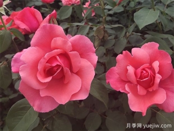 古老珍貴的10種國產(chǎn)月季，抗病好養(yǎng)比歐月實在