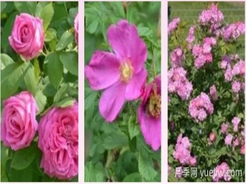 輕松區(qū)分月季、玫瑰和薔薇ROSE三姐妹，不再迷茫于愛情花海