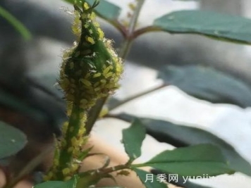 月季常見病蟲害之蚜蟲的習性和防治措施