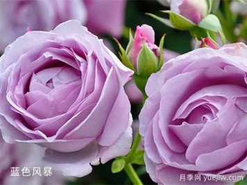 藍(lán)色風(fēng)暴月季養(yǎng)護(hù)辦法，花開(kāi)后很迷人