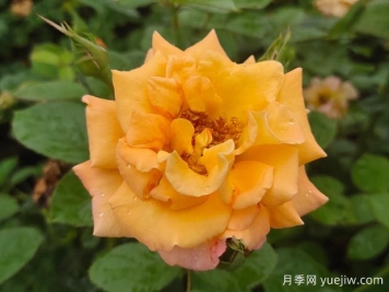 優(yōu)選6款品種適合庭院養(yǎng)，花大色艷濃香無比