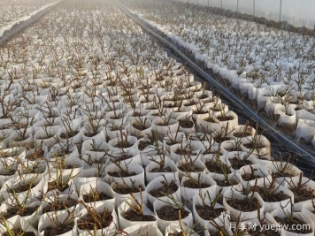 月季花繁殖方法：播種、嫁接與分株的優(yōu)缺點是什么？