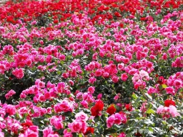 綿陽月季扮靚城市，市花嬌艷綻放成美景