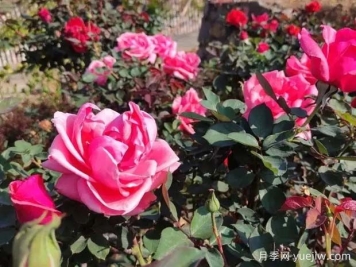 攀枝花月季應用和景觀圖集