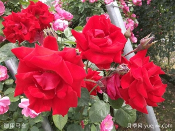 大紅色長得快，快速成花墻花海，就是御用馬車月季