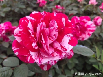 給老婆買什么玫瑰比較好？