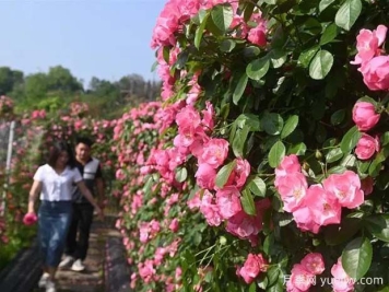 6萬株月季燦爛綻放，月季花舞內(nèi)江資中