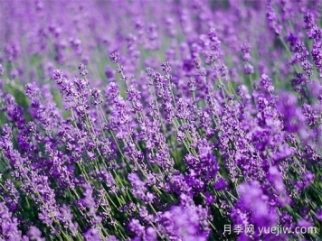 薰衣草養(yǎng)護(hù)全攻略：避開(kāi)4大禁忌，打造香氣四溢的花園