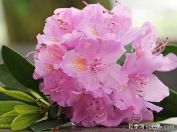 養(yǎng)杜鵑花有哪些注意事項？